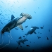 shark_hammerhead_scalloped_ci_h_0061_cr.jpg